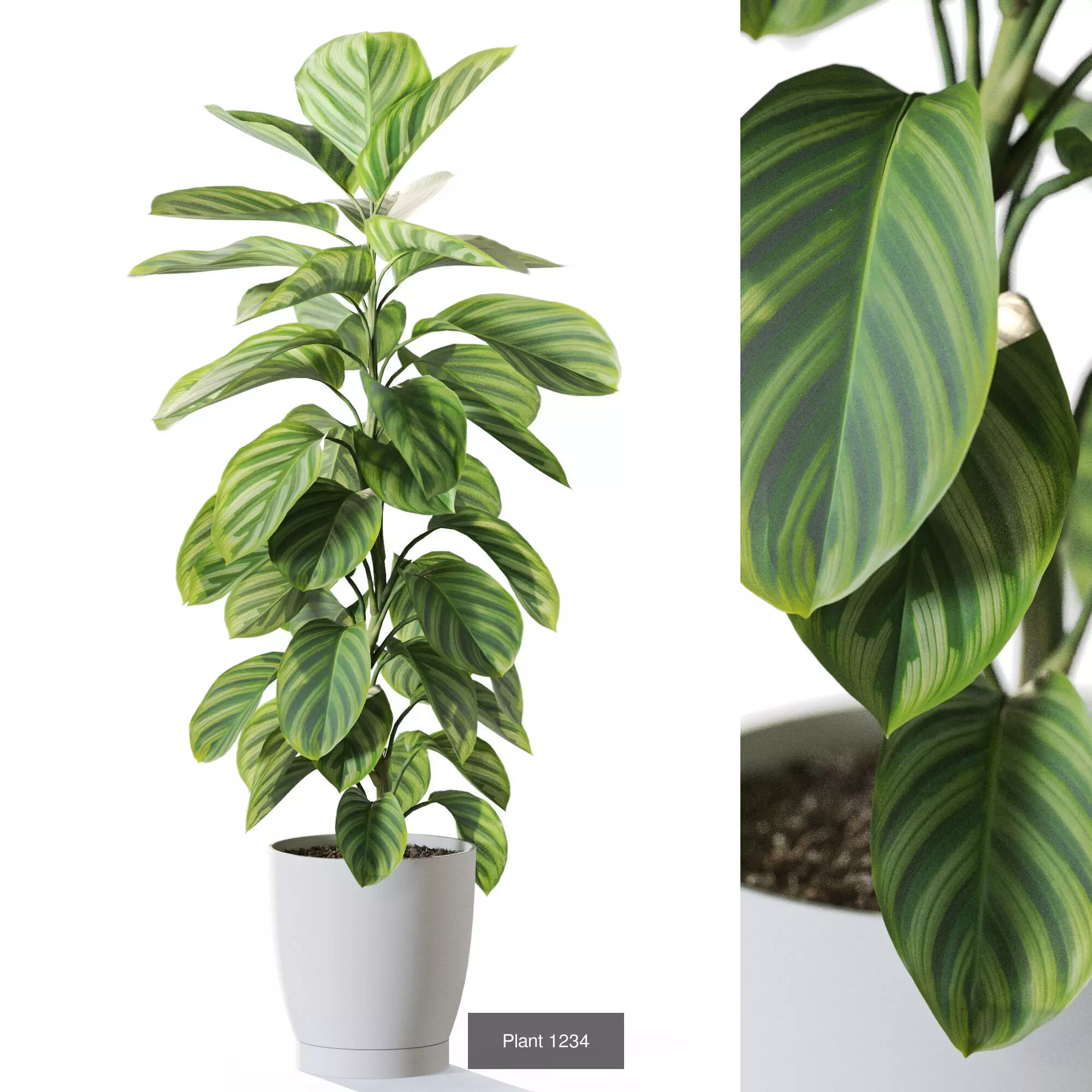 Plants collection vol 57 _5