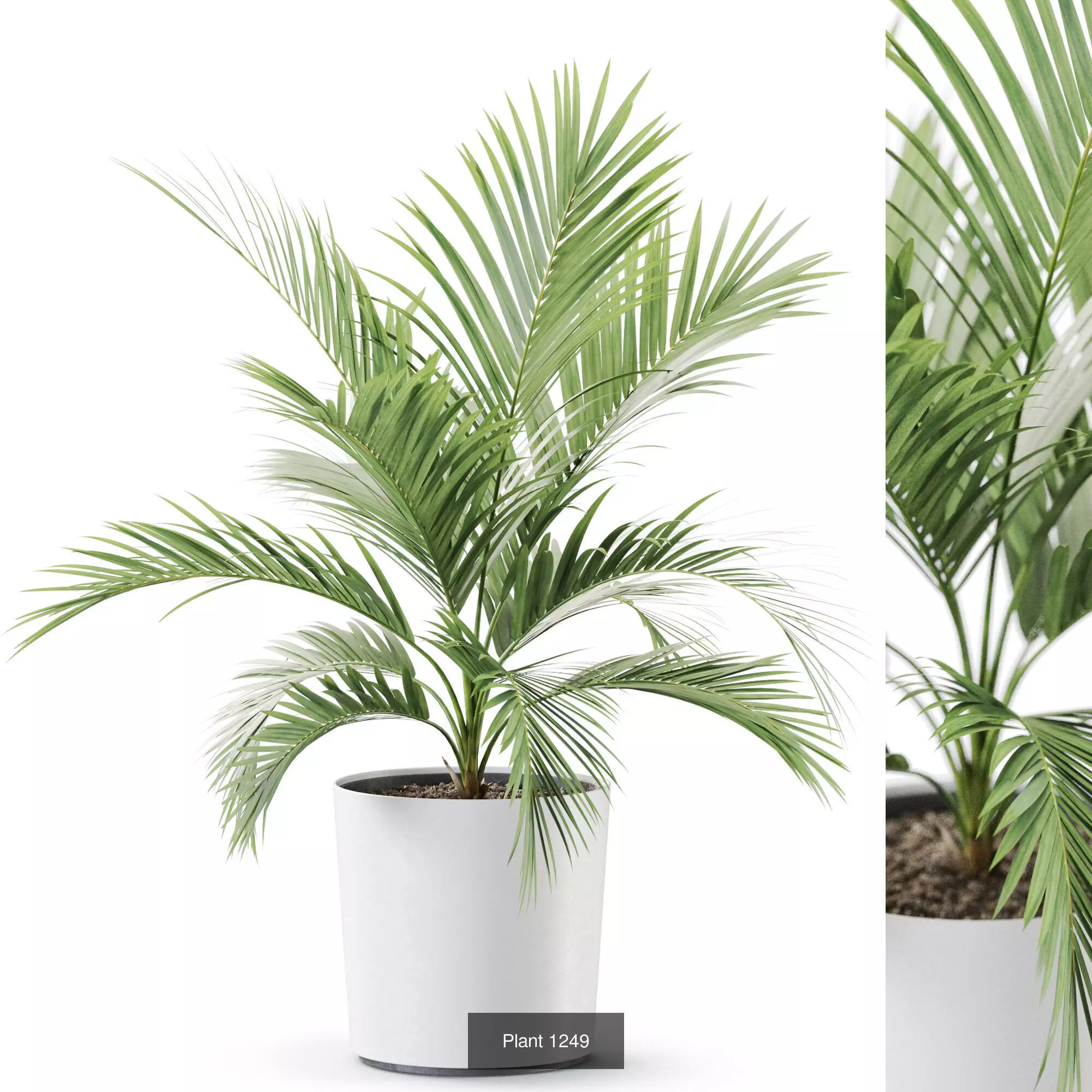 Plants collection vol 58 _10