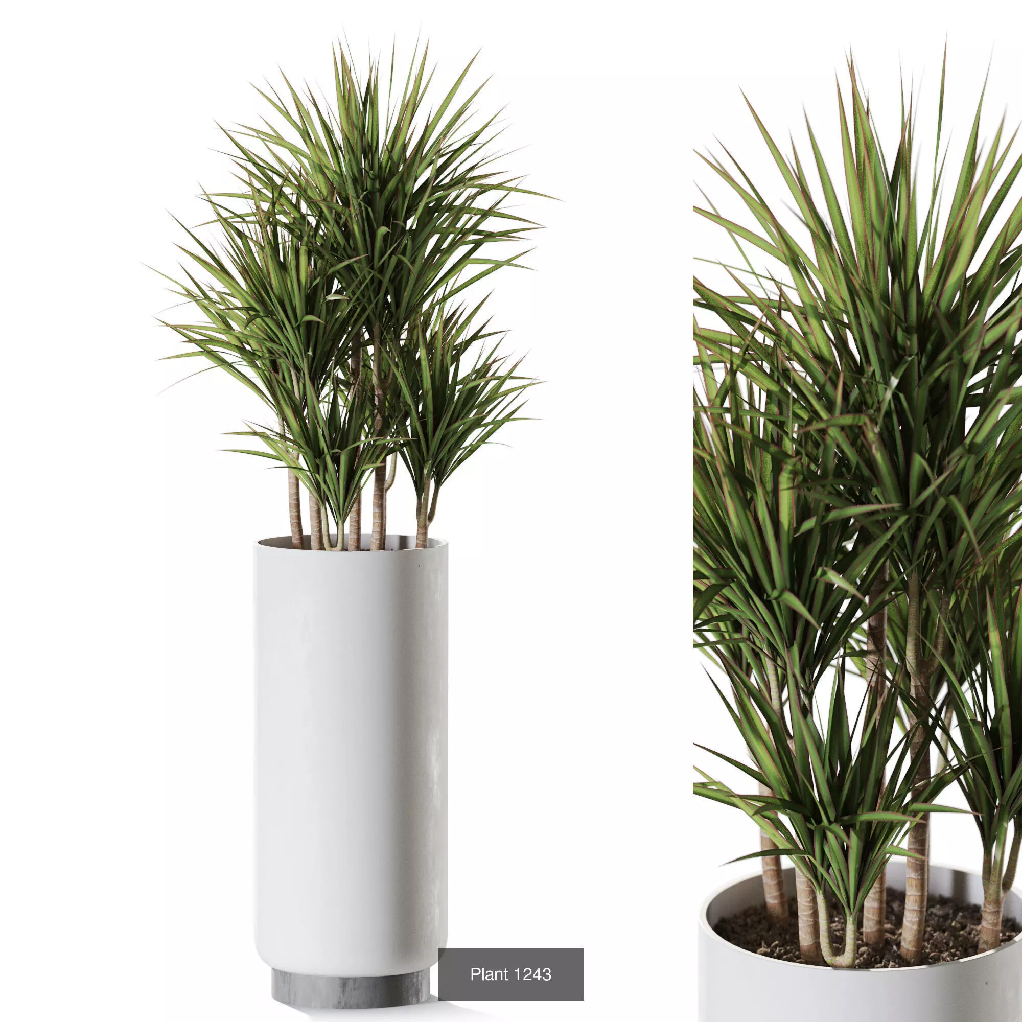 Plants collection vol 58 _4