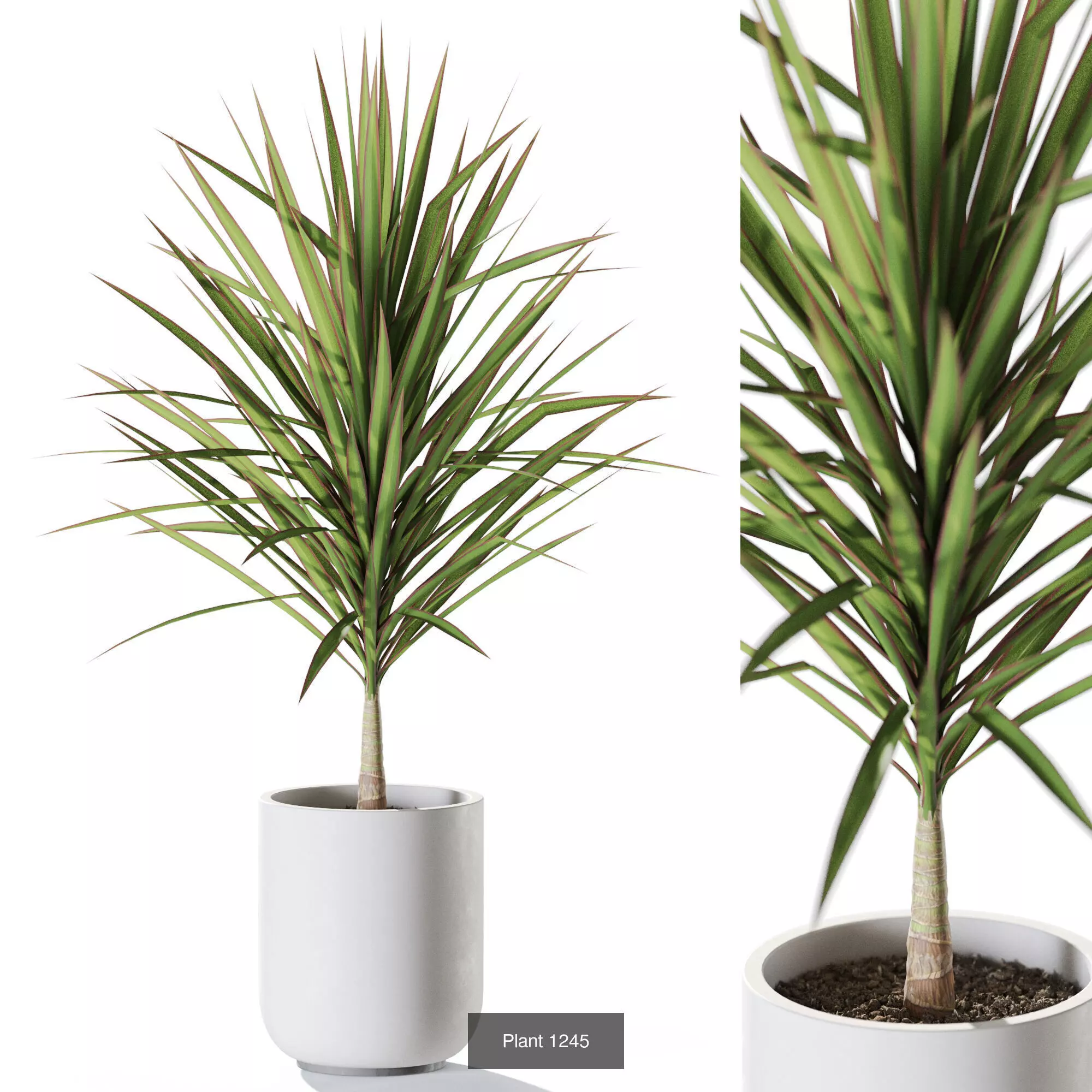 Plants collection vol 58 _6