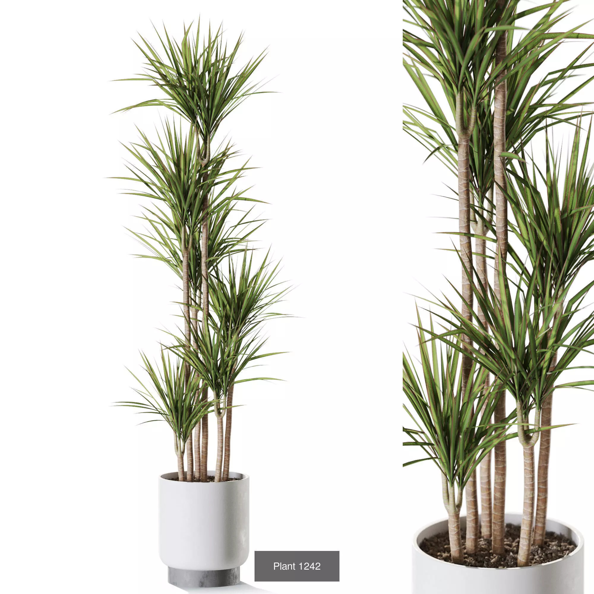 Plants collection vol 58 _3