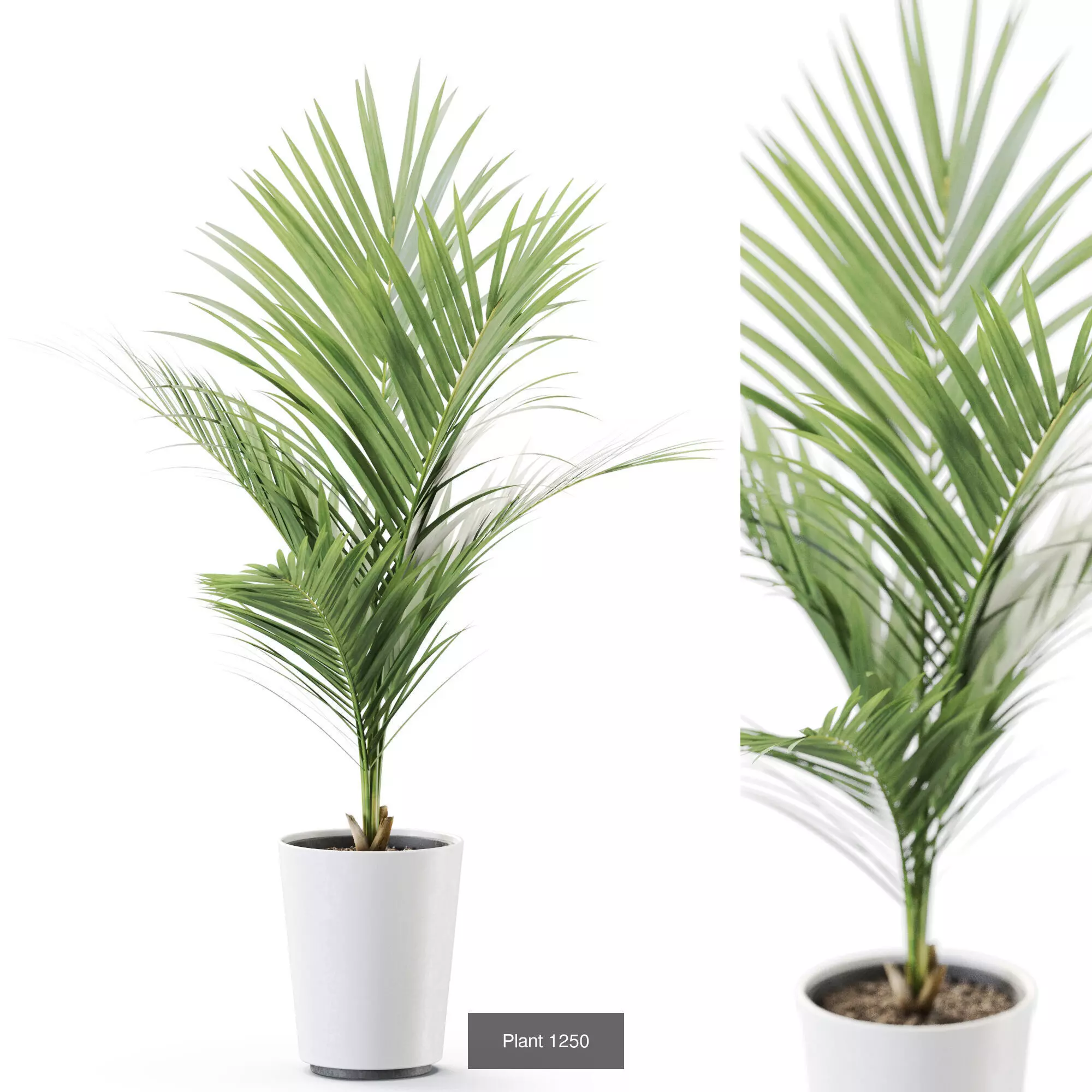 Plants collection vol 58 _11