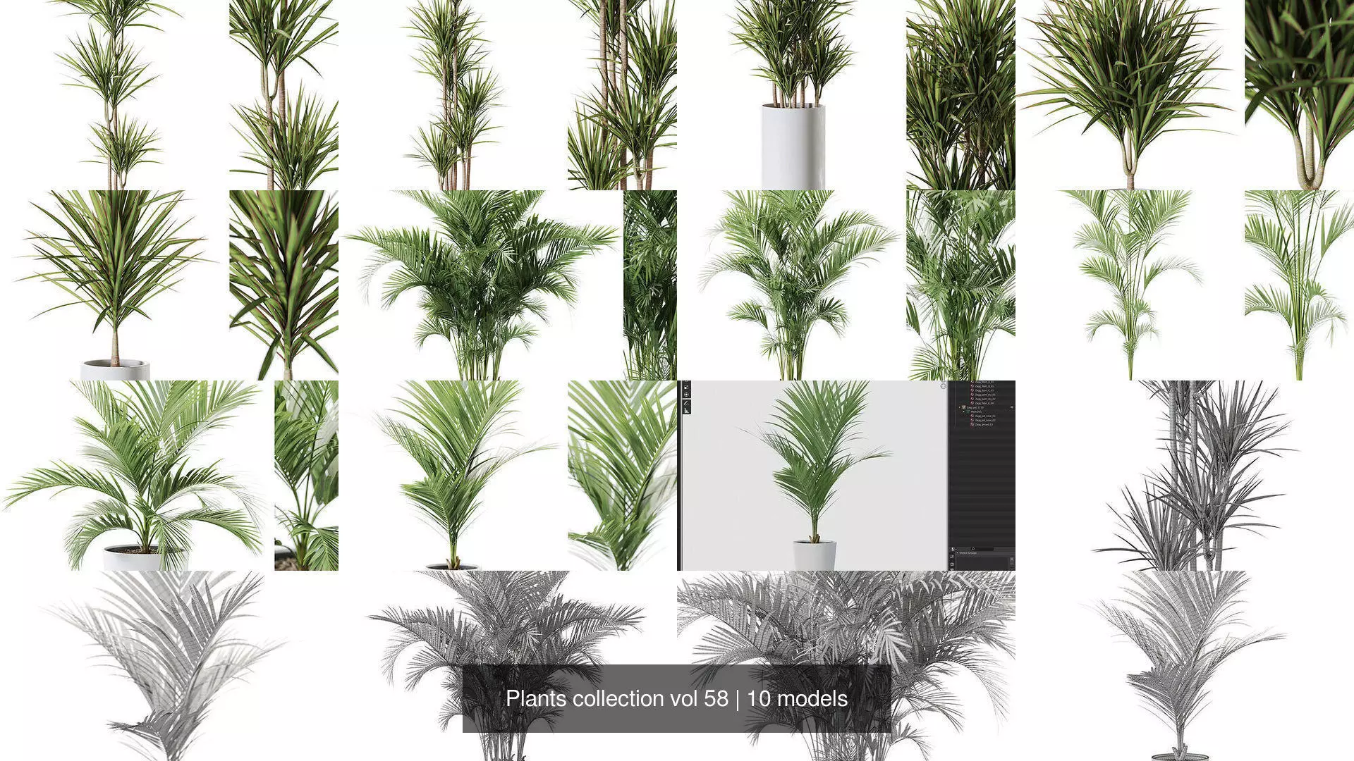 Plants collection vol 58 _1