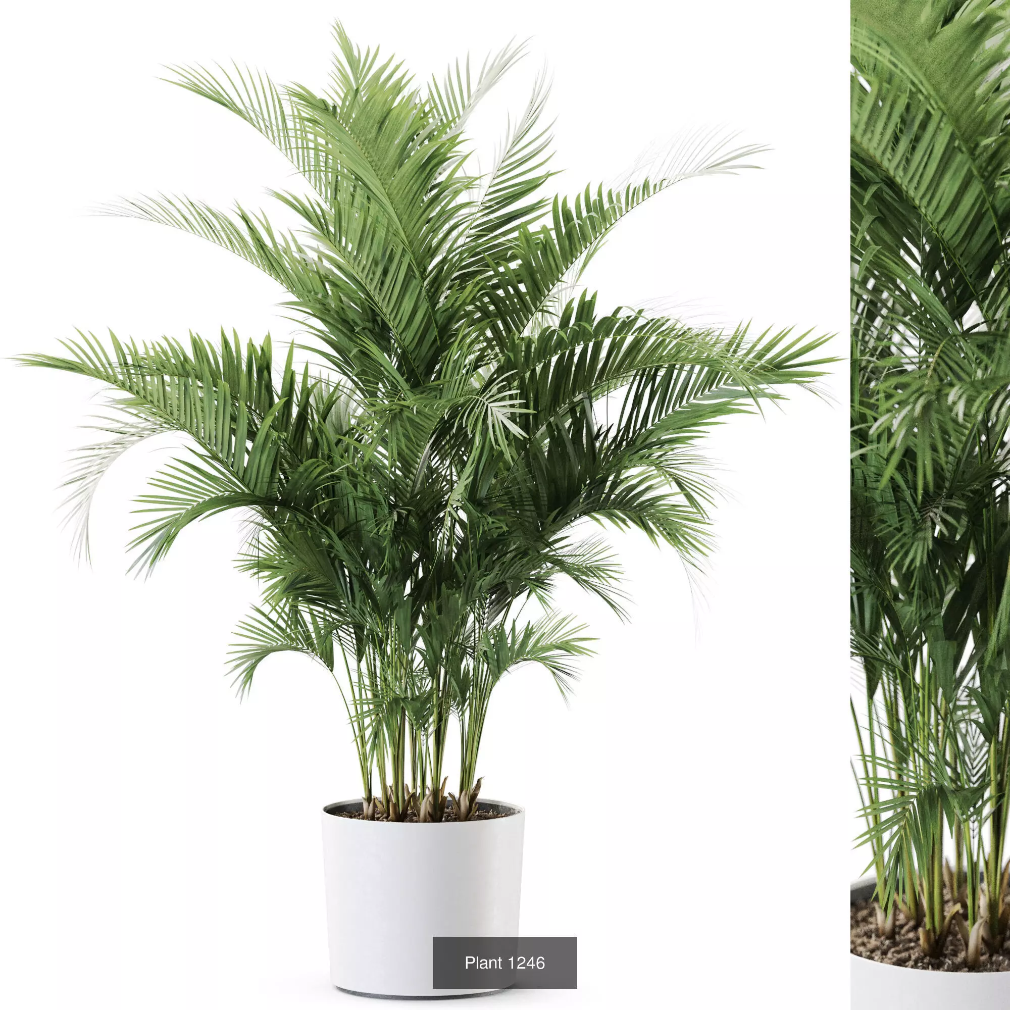 Plants collection vol 58 _7