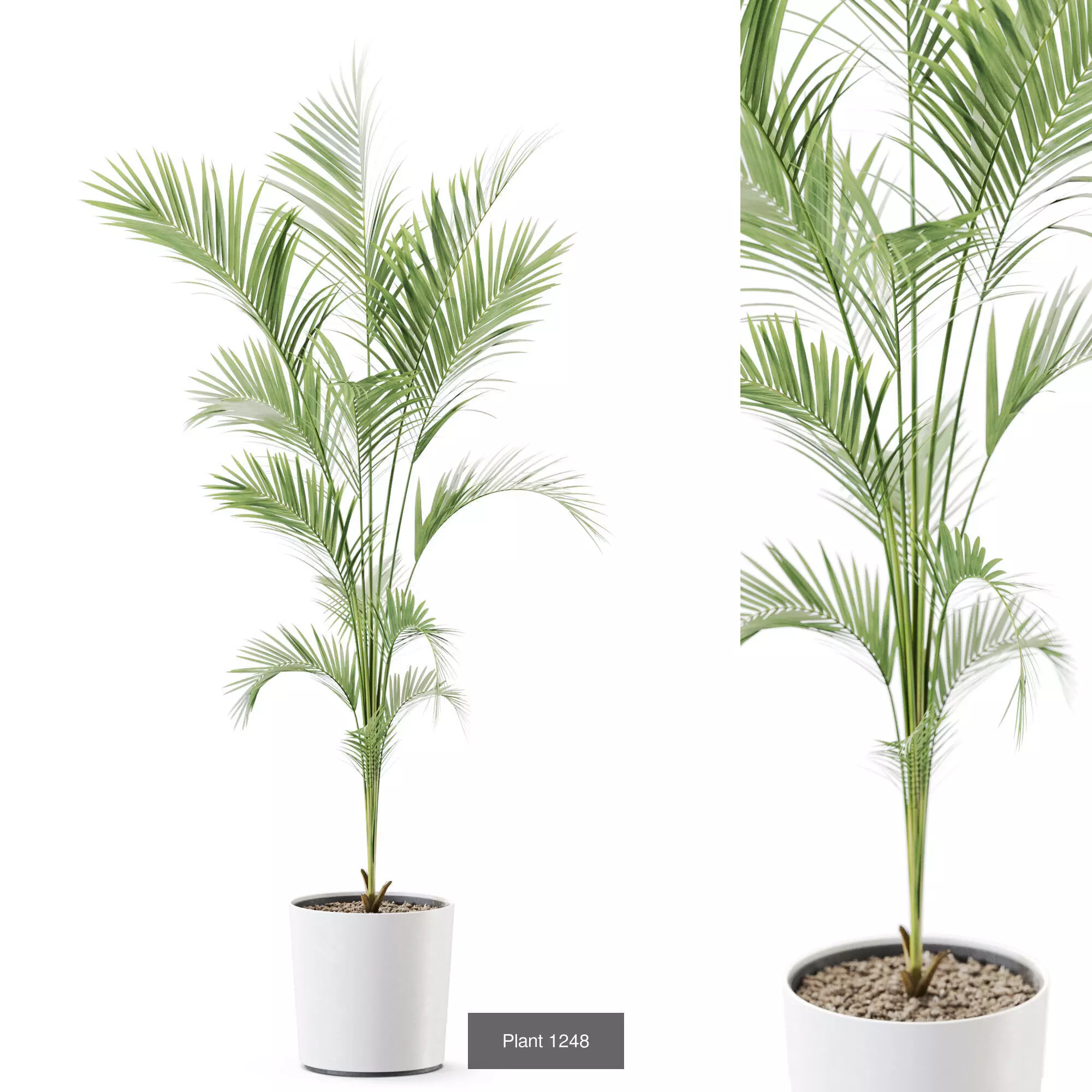 Plants collection vol 58 _9