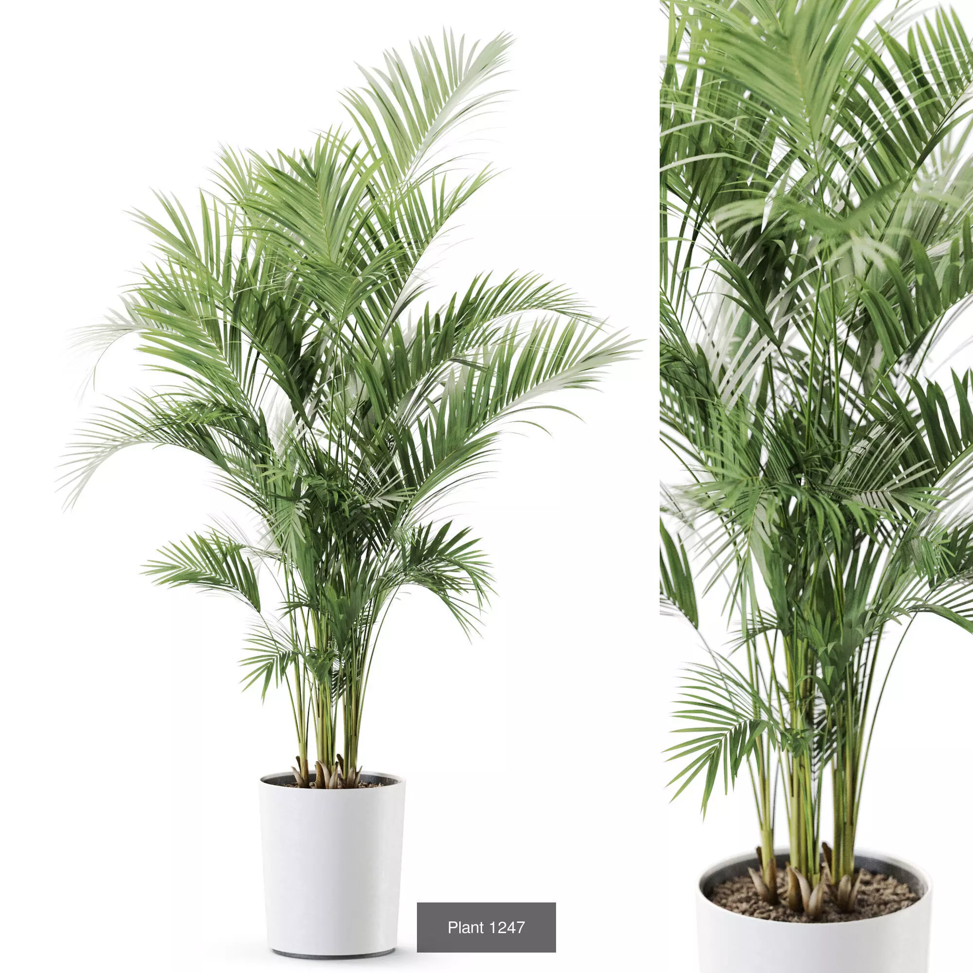 Plants collection vol 58 _8