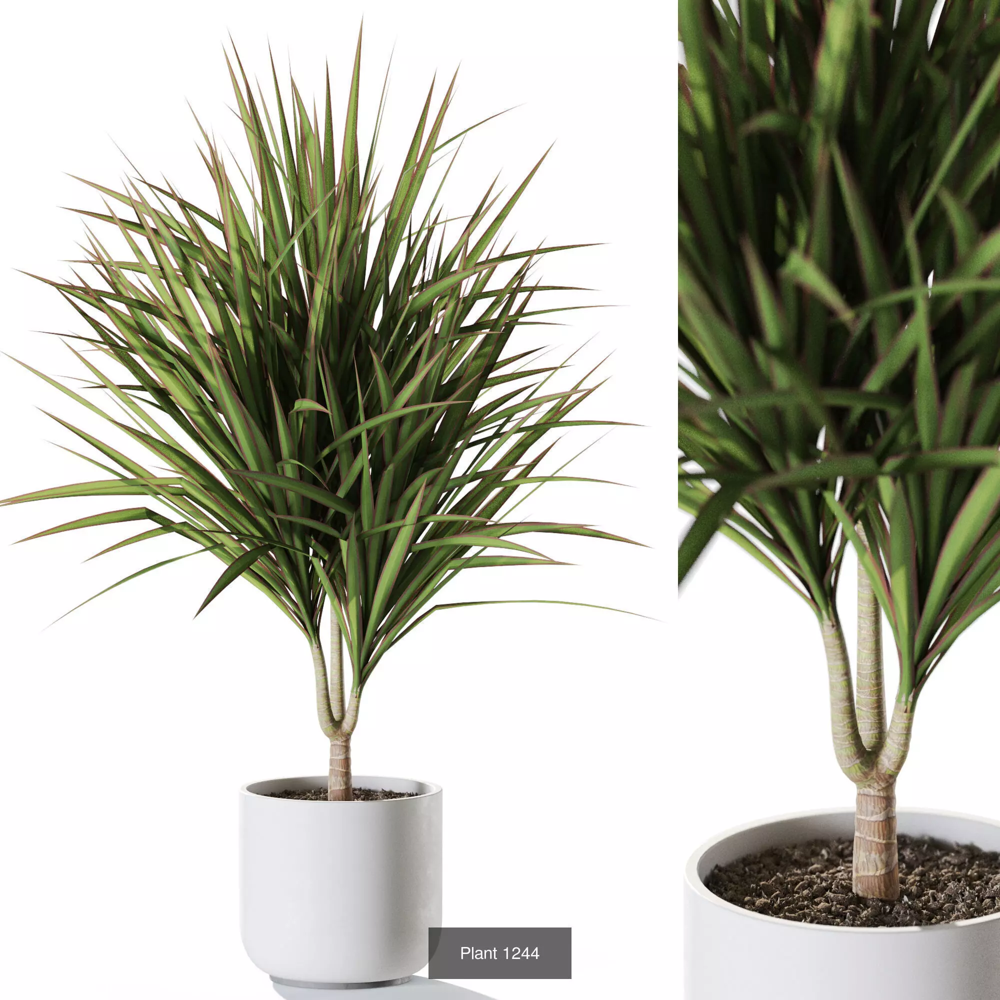 Plants collection vol 58 _5