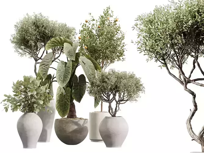 Indoor Plants Set 228 Olive and Alocasia and Fruit Orange Tree