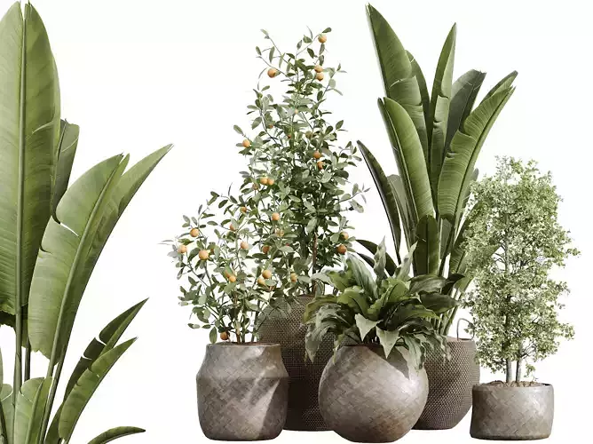 AV Indoor Plants Set 229 Olive Orange ParadiseBird PeaceLily