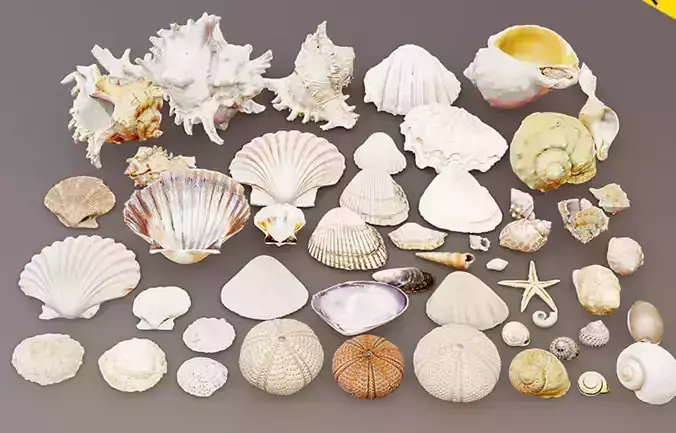 Seashells and Marine creatures are colorful 3D model