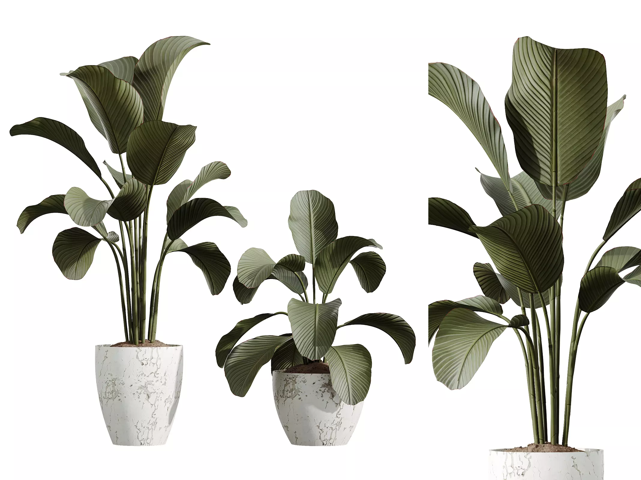 AV Calathea Lutea Cuban Cigar Potted Plants 3D model