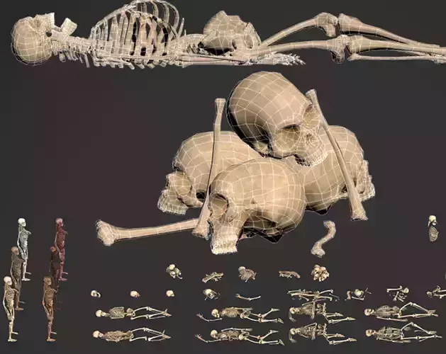 Human bone remains and corpses