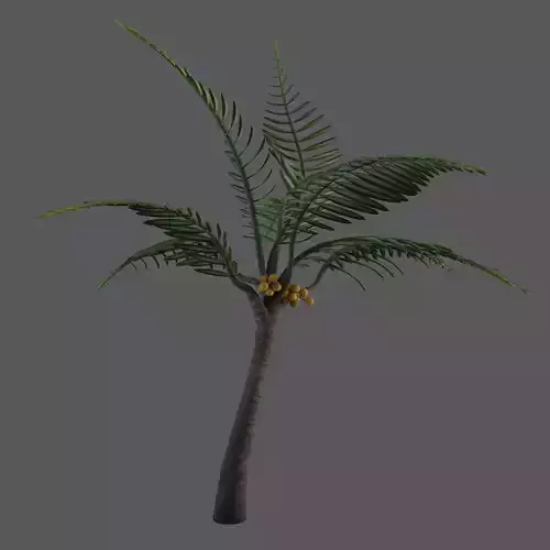 Tropical Coconut Tree Low-poly 3D model