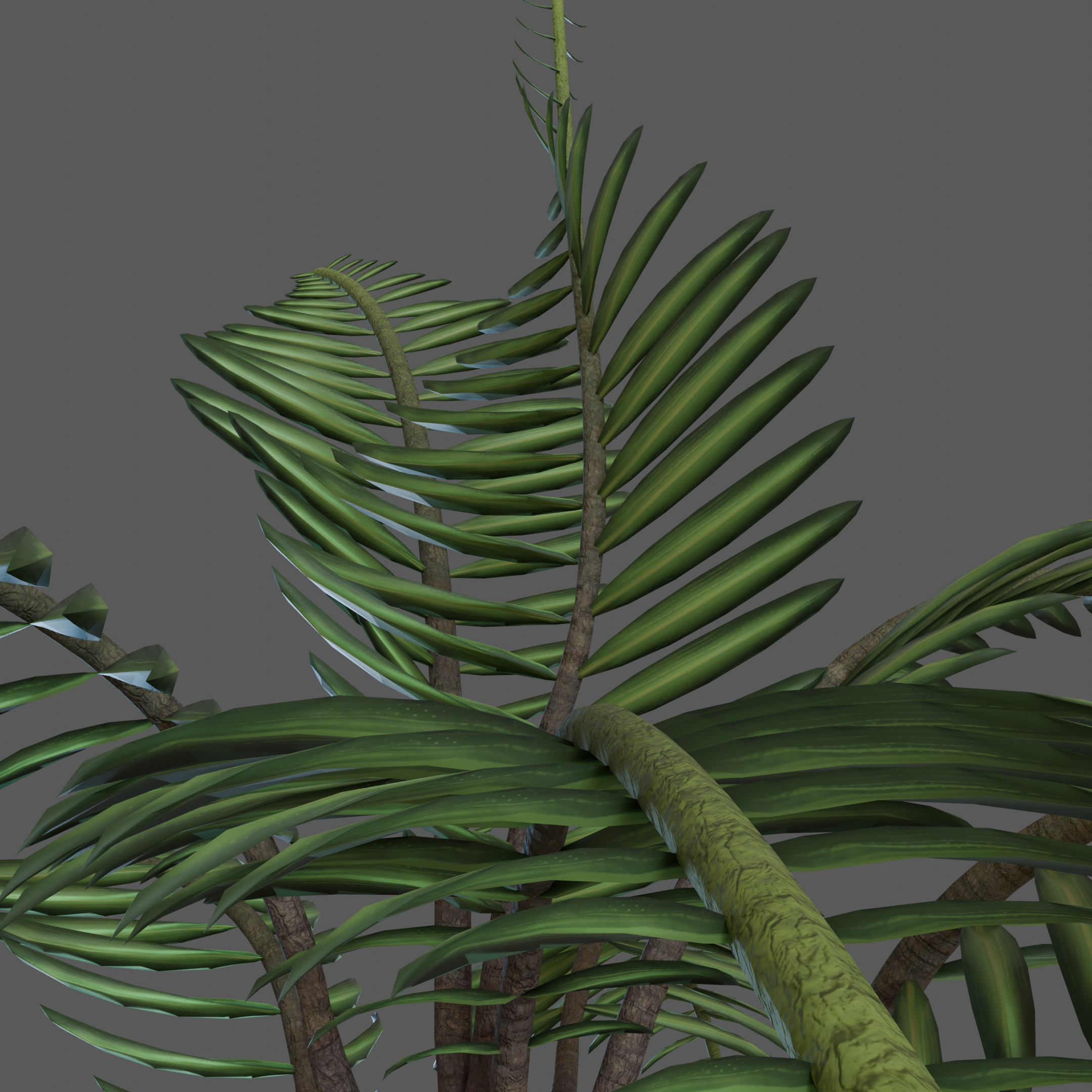 Tropical Coconut Tree Low-poly 3D model_2