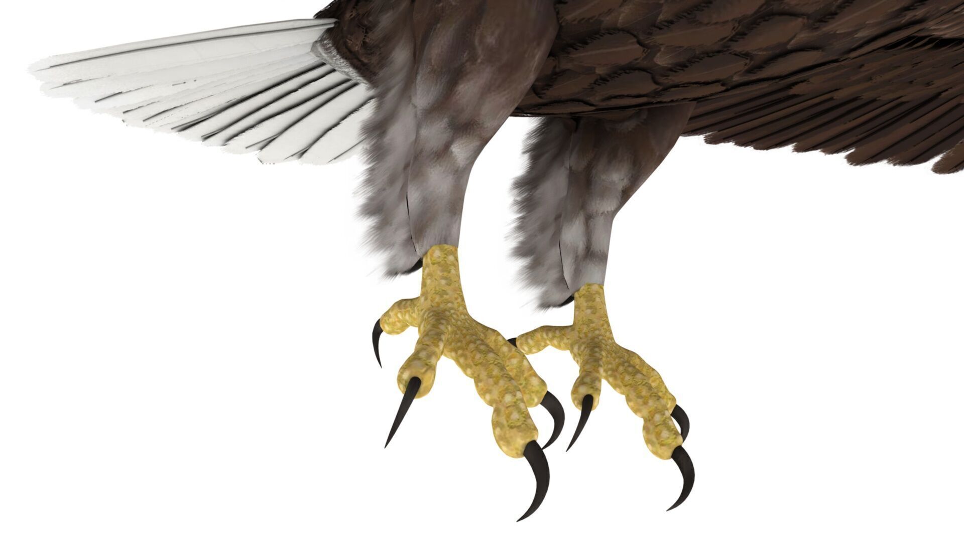 Eagle 3D model_3
