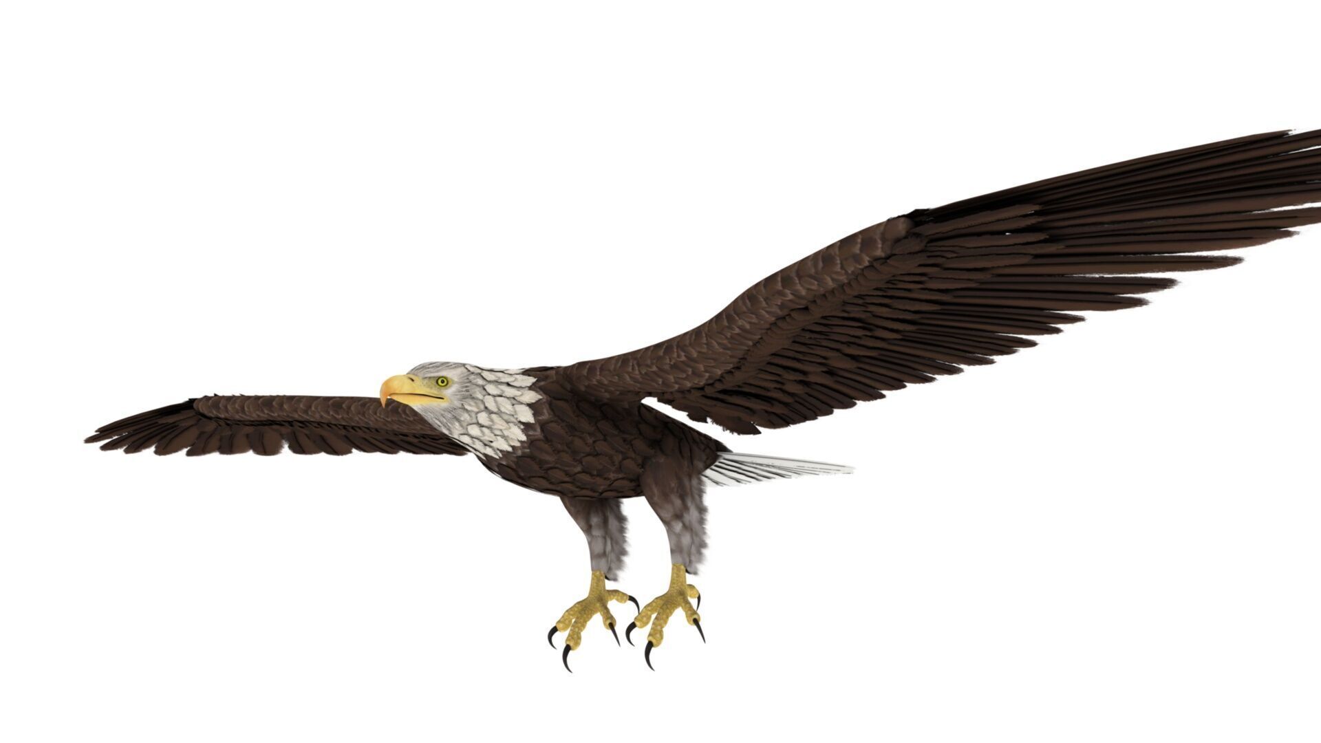 Eagle 3D model_5