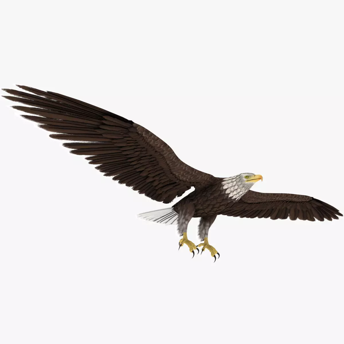 Eagle 3D model_0