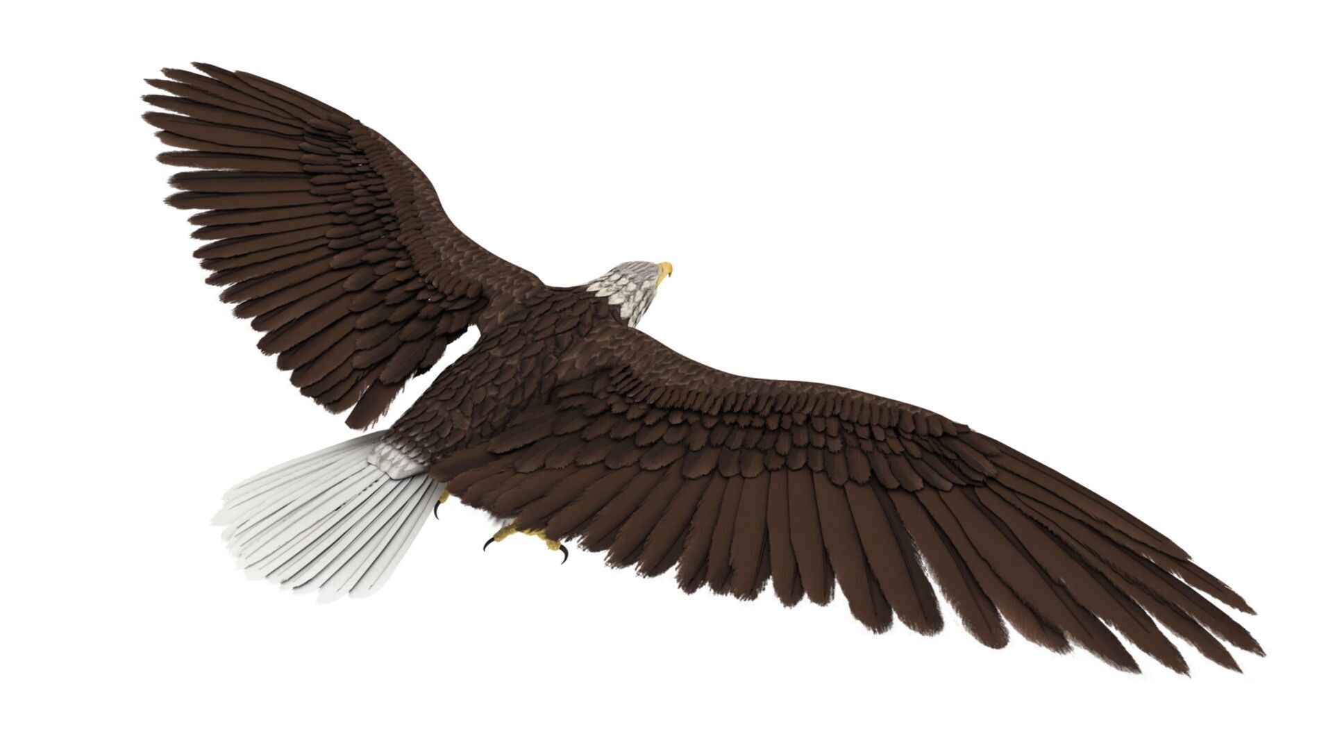 Eagle 3D model_2