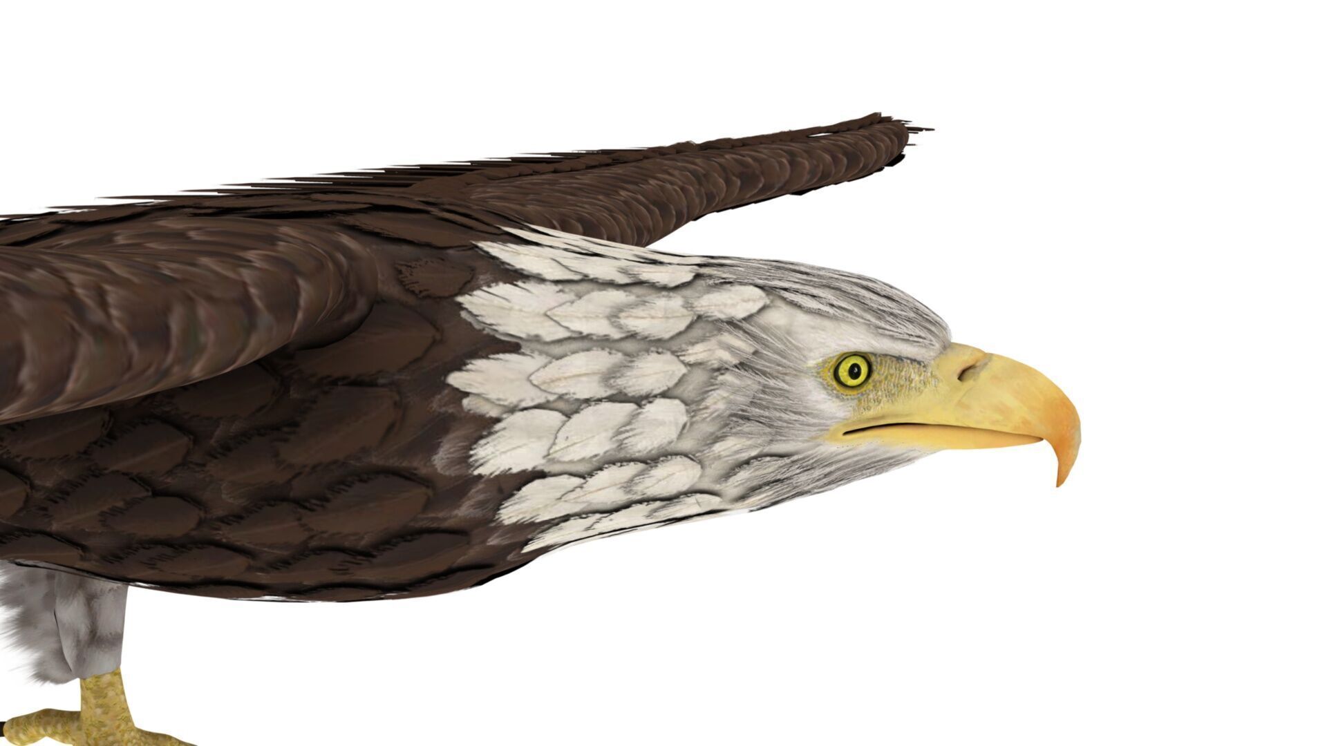 Eagle 3D model_1