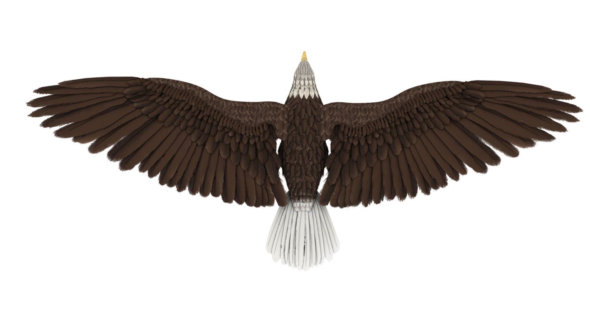 Eagle 3D model_4