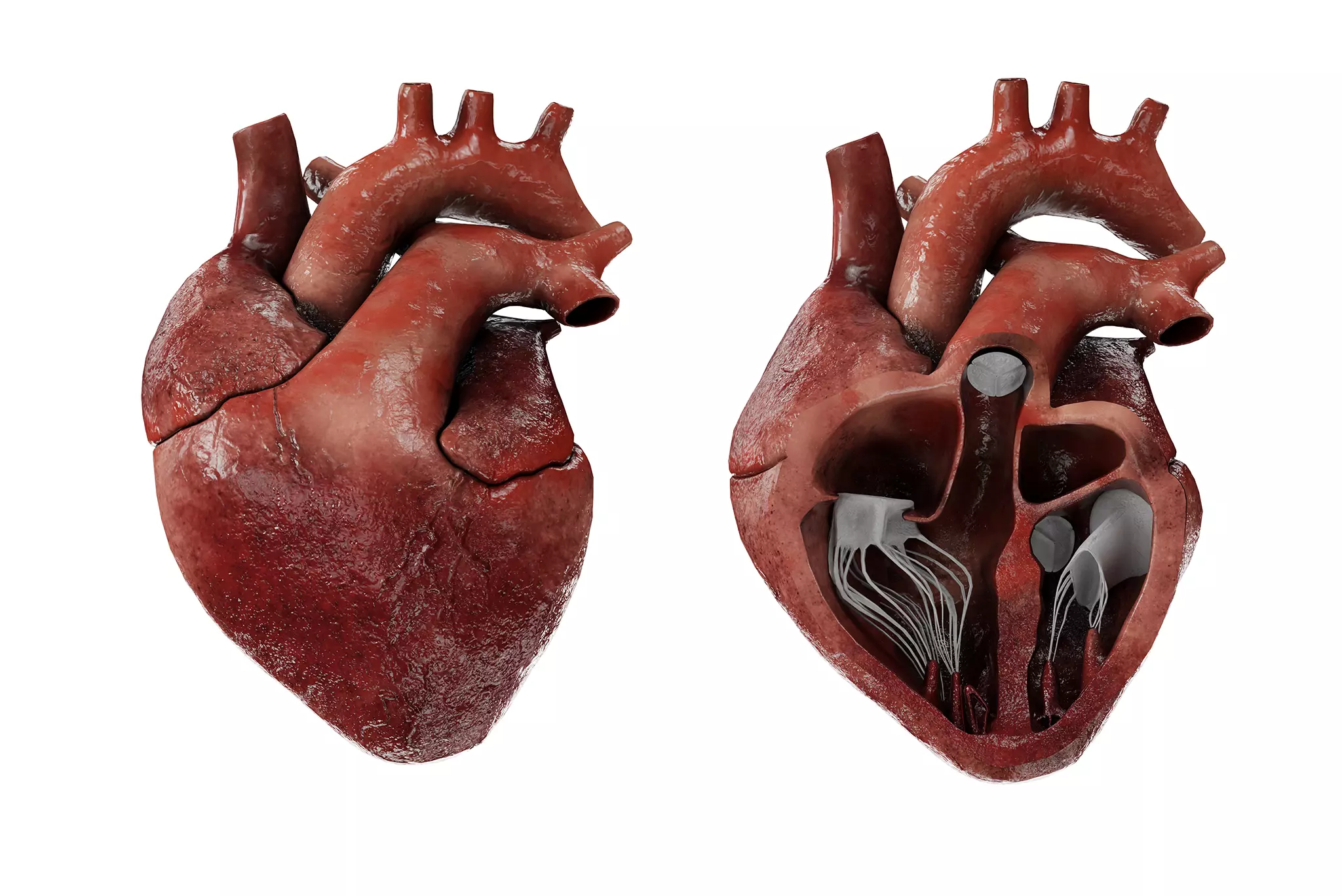 Human Heart Animated Lowpoly Low-poly 3D model