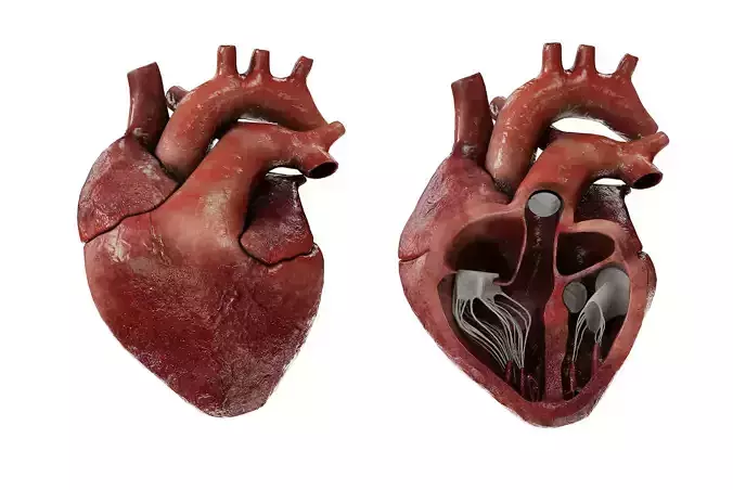 Human Heart Animated Lowpoly Low-poly 3D model