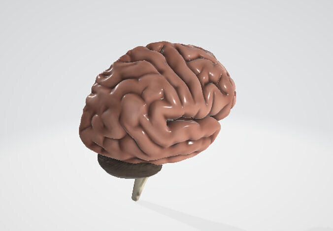 Brain humain 3D model