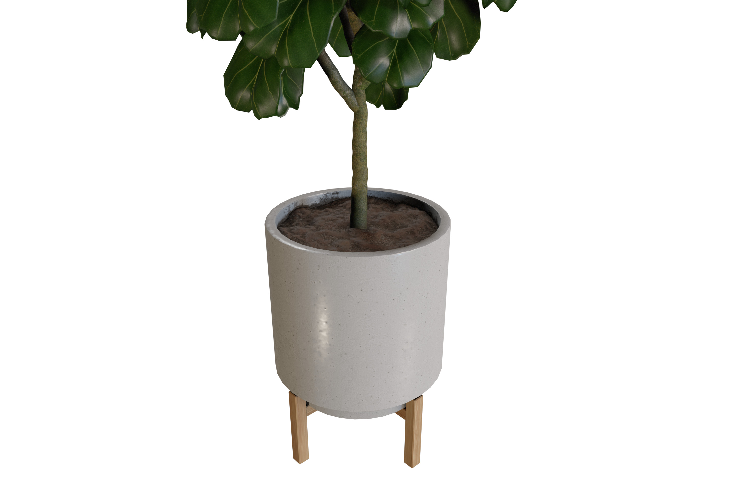 Fiddle Leaf Fig Plant in Planter with Stand 3D model_4