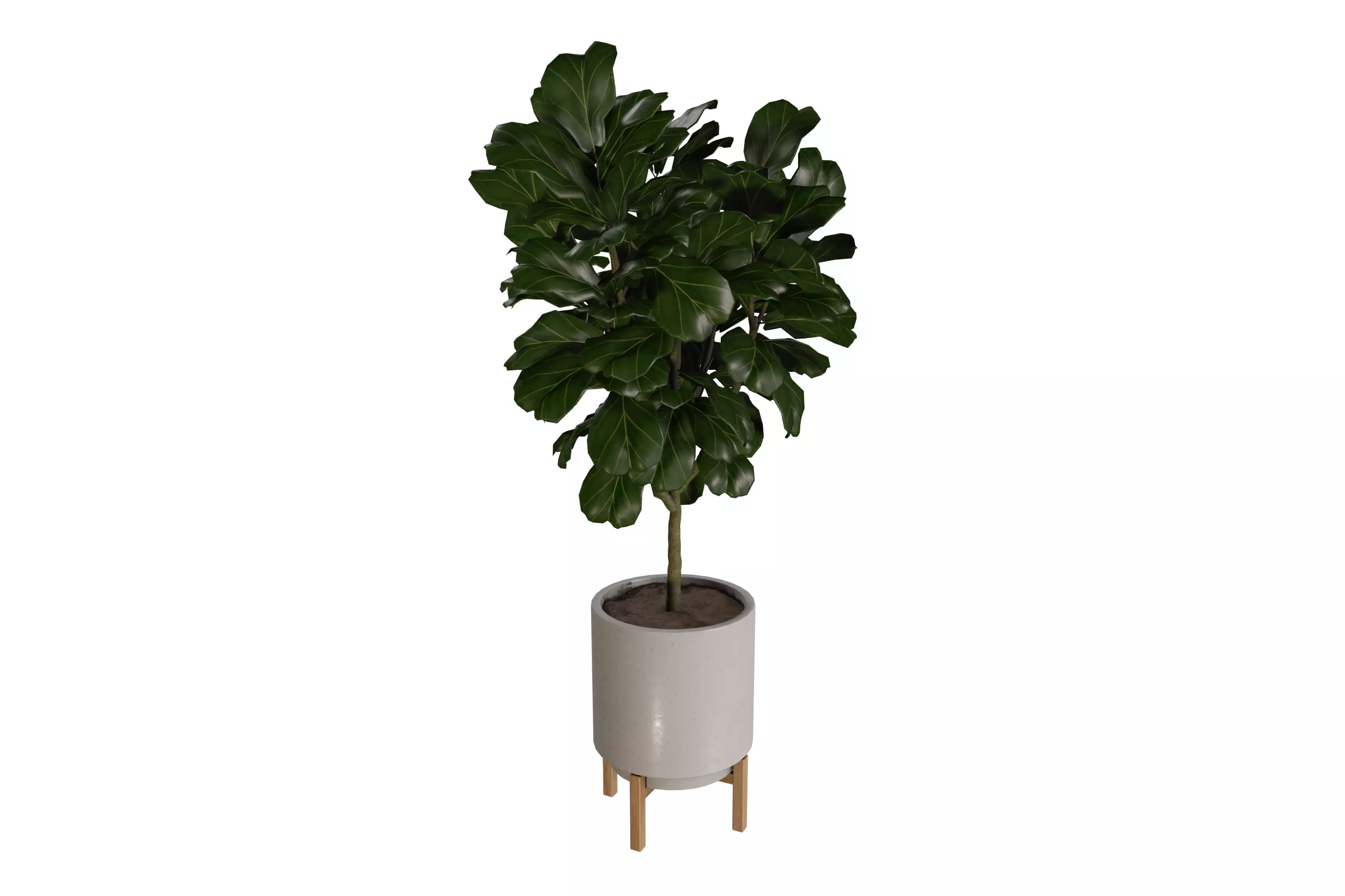 Fiddle Leaf Fig Plant in Planter with Stand 3D model_0