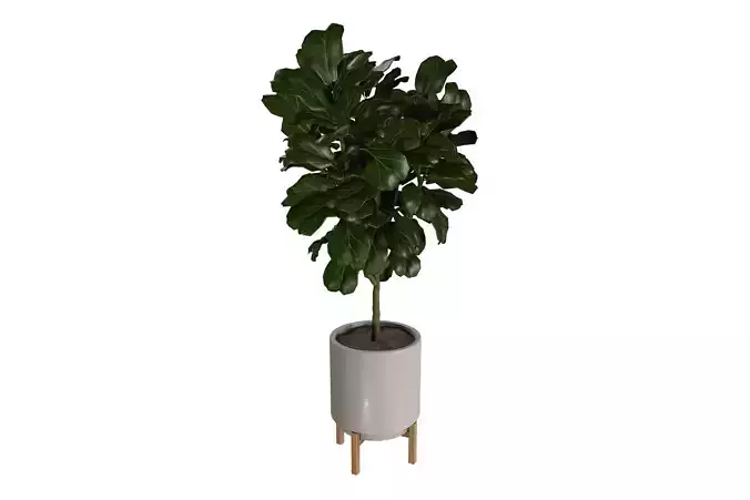 Fiddle Leaf Fig Plant in Planter with Stand