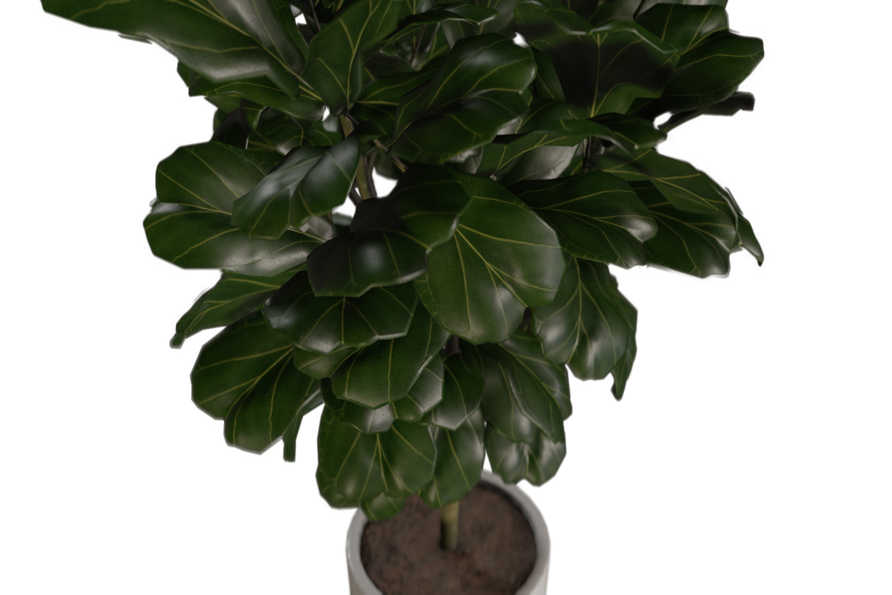 Fiddle Leaf Fig Plant in Planter with Stand 3D model_3