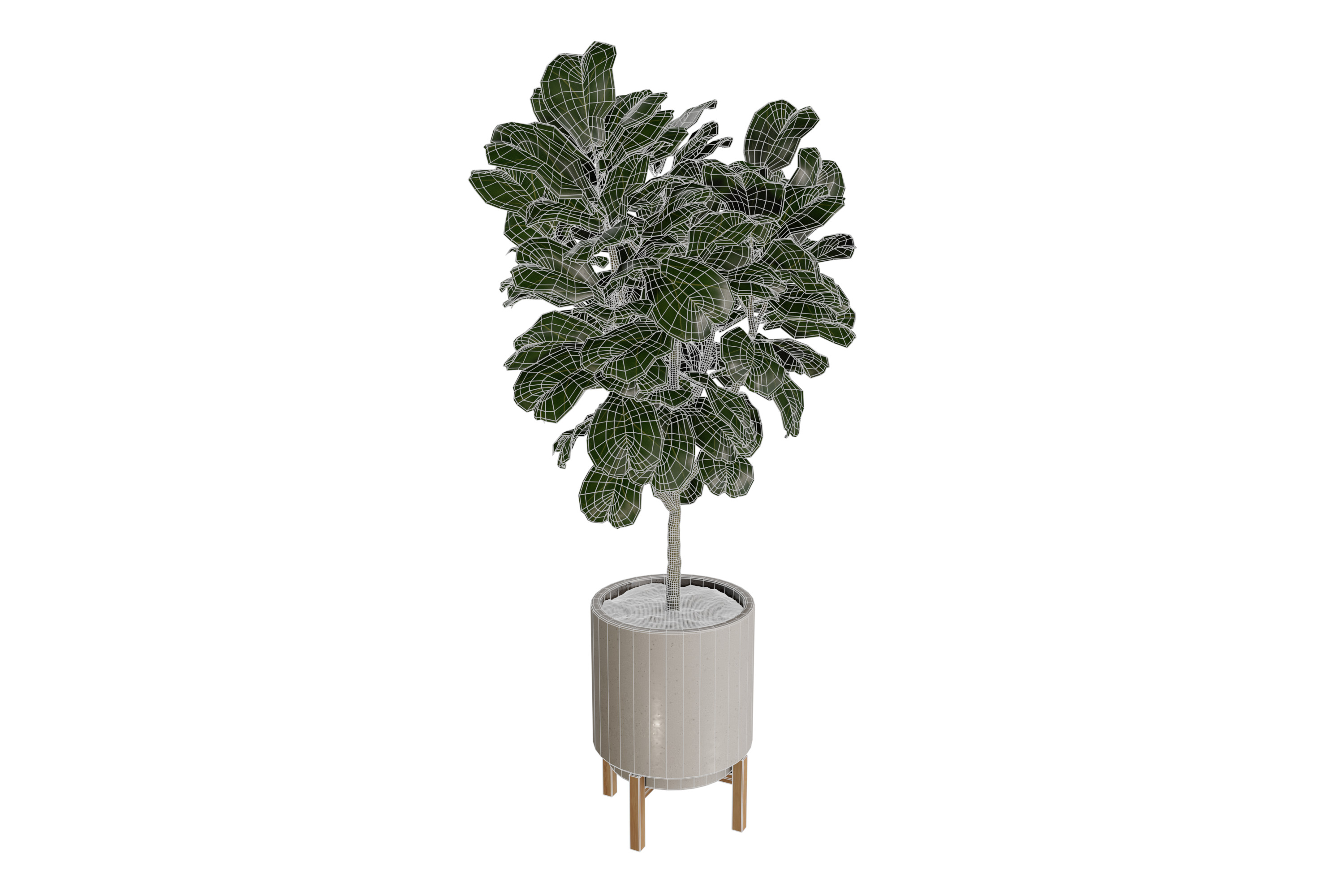Fiddle Leaf Fig Plant in Planter with Stand 3D model_2