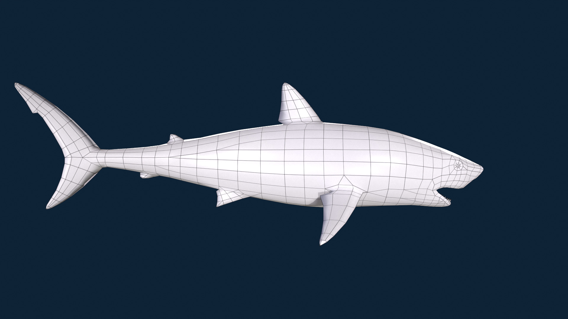 Realistic Shark Rigged and Animated for VR AR Games Low-poly 3D model_12