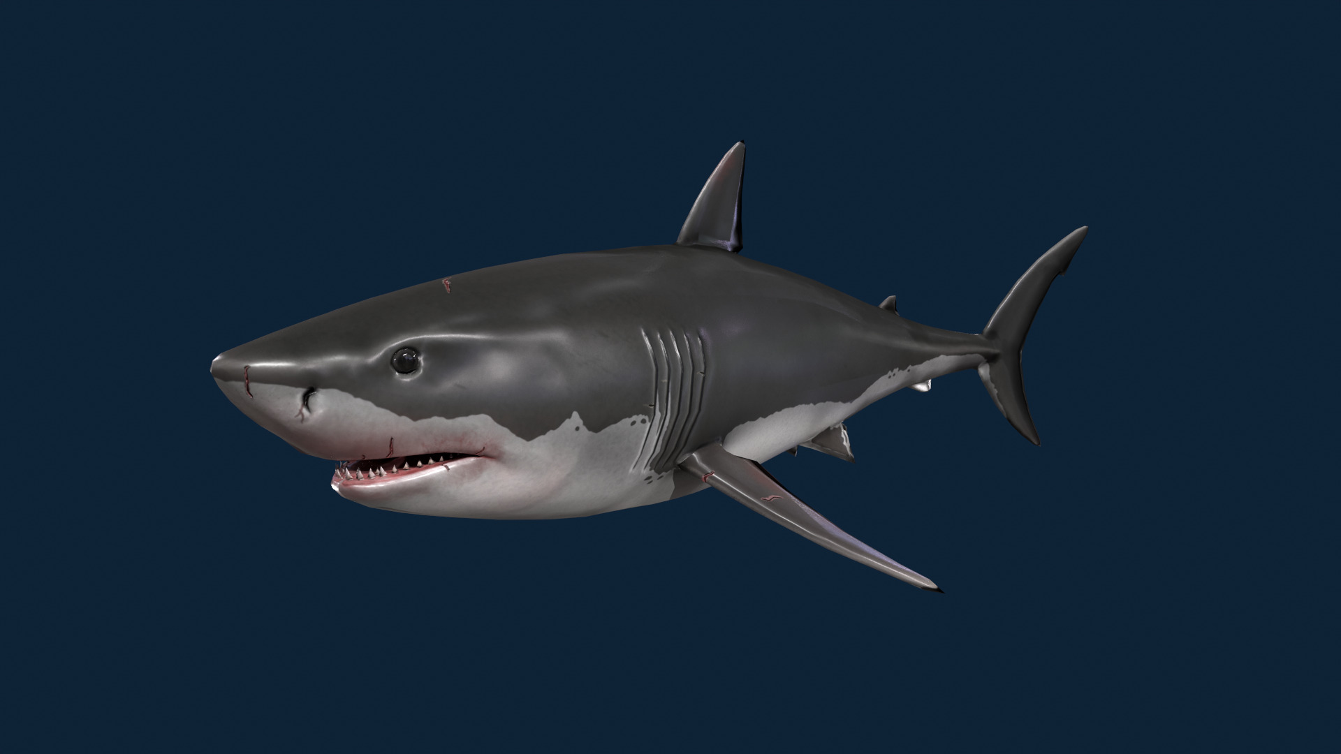 Realistic Shark Rigged and Animated for VR AR Games Low-poly 3D model_7