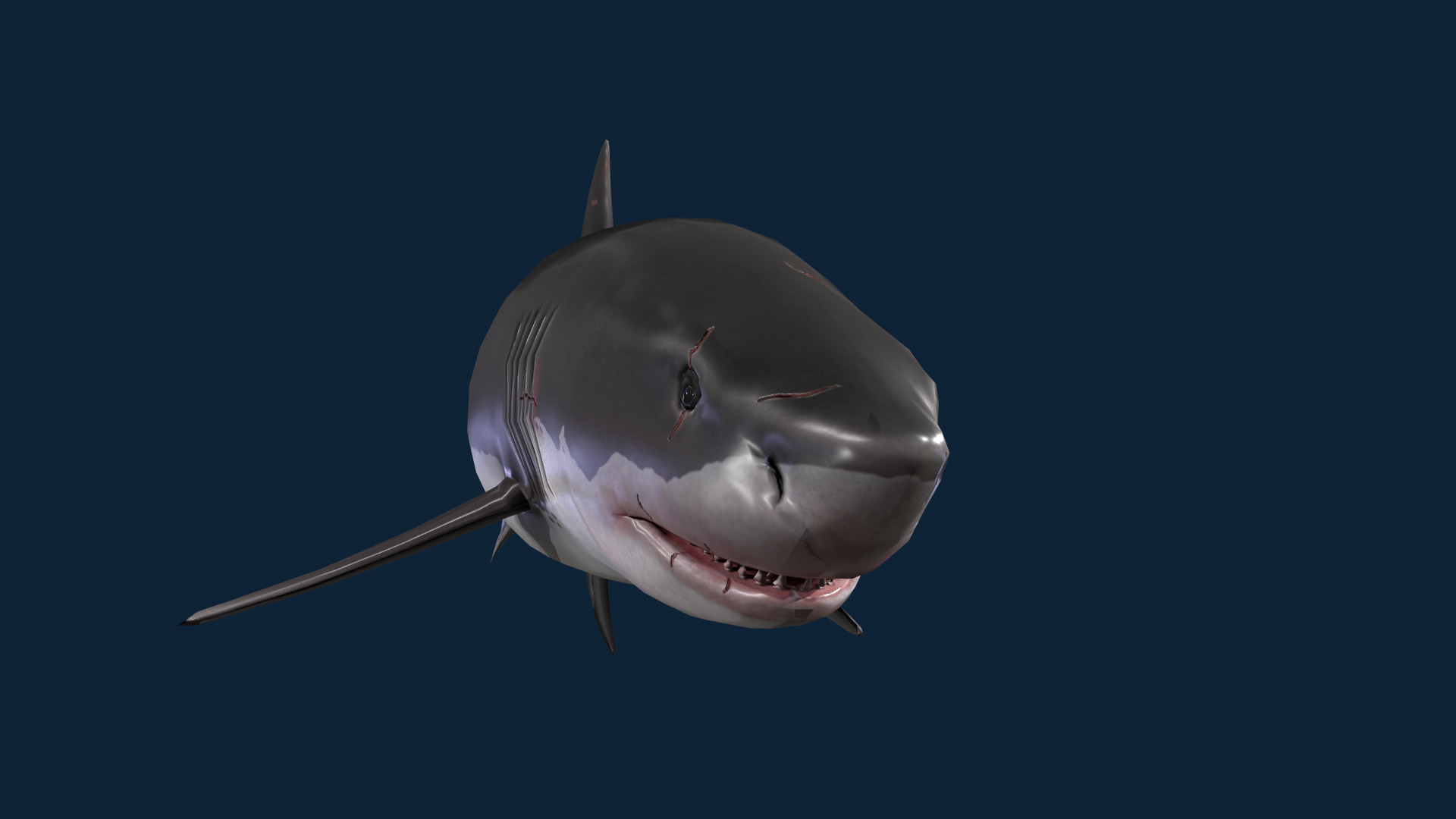 Realistic Shark Rigged and Animated for VR AR Games Low-poly 3D model_8