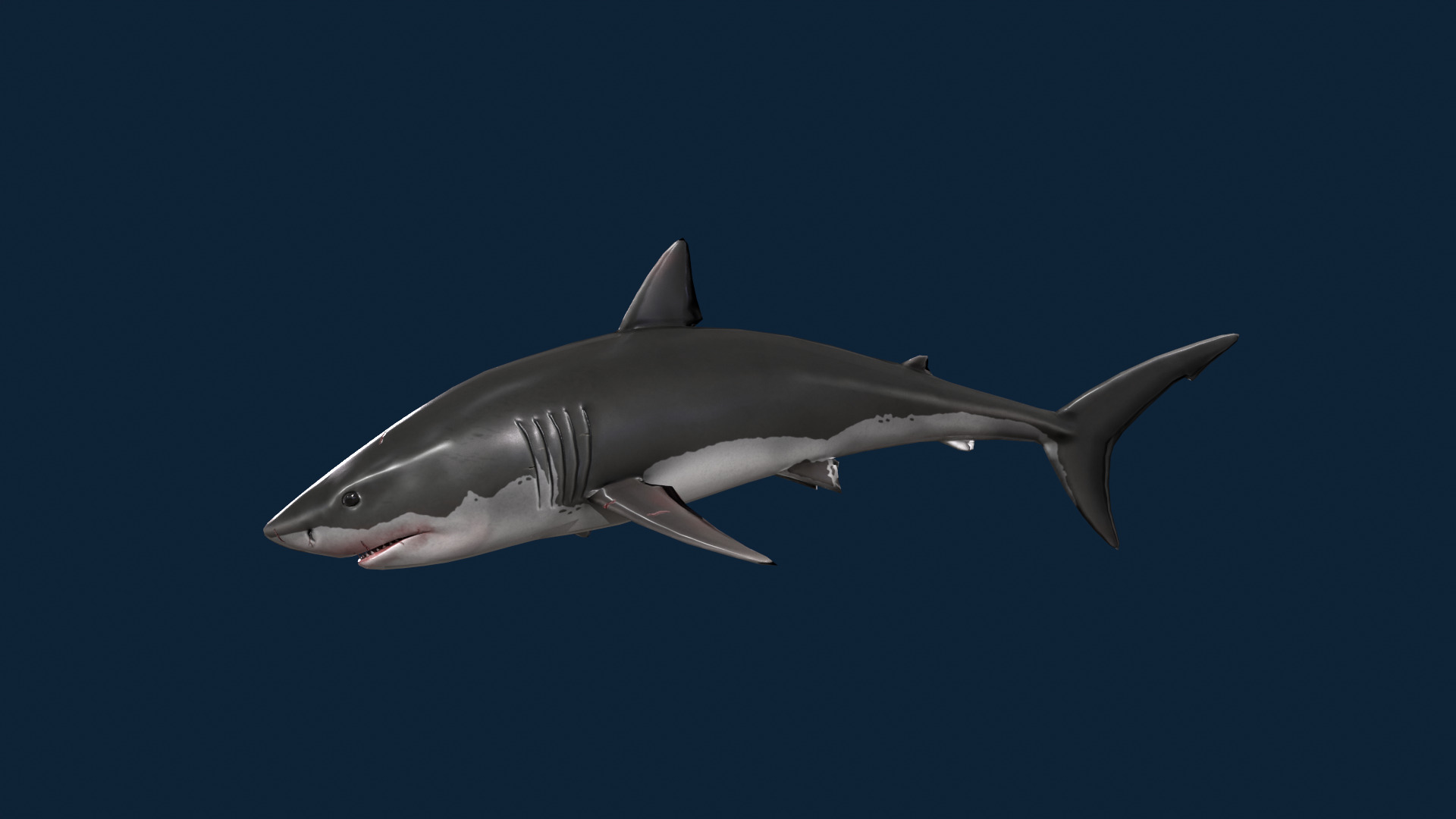 Realistic Shark Rigged and Animated for VR AR Games Low-poly 3D model_9