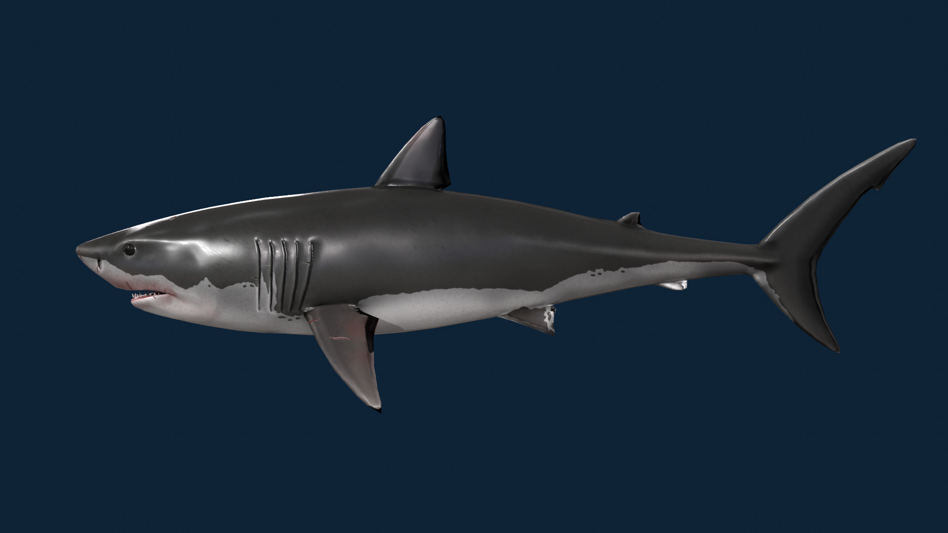 Realistic Shark Rigged and Animated for VR AR Games Low-poly 3D model_4