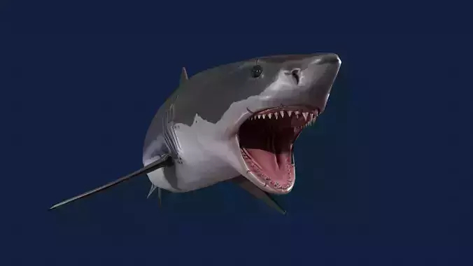 Realistic Shark Rigged and Animated for VR AR Games Low-poly 3D model