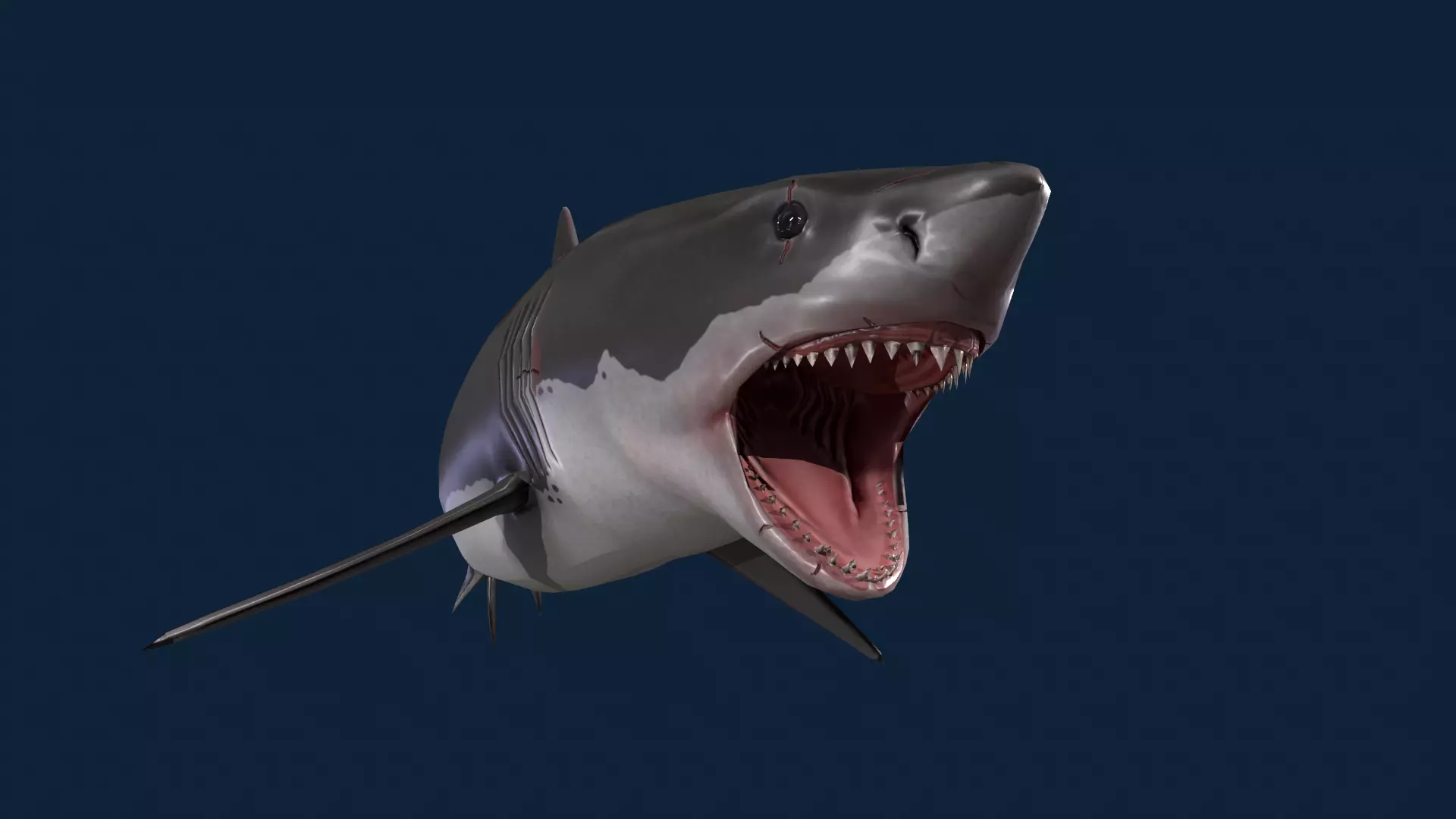 Realistic Shark Rigged and Animated for VR AR Games Low-poly 3D model_0