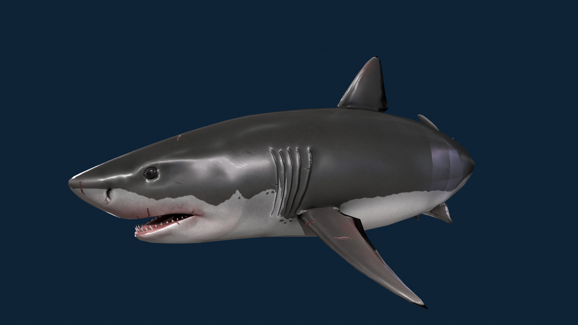 Realistic Shark Rigged and Animated for VR AR Games Low-poly 3D model_6