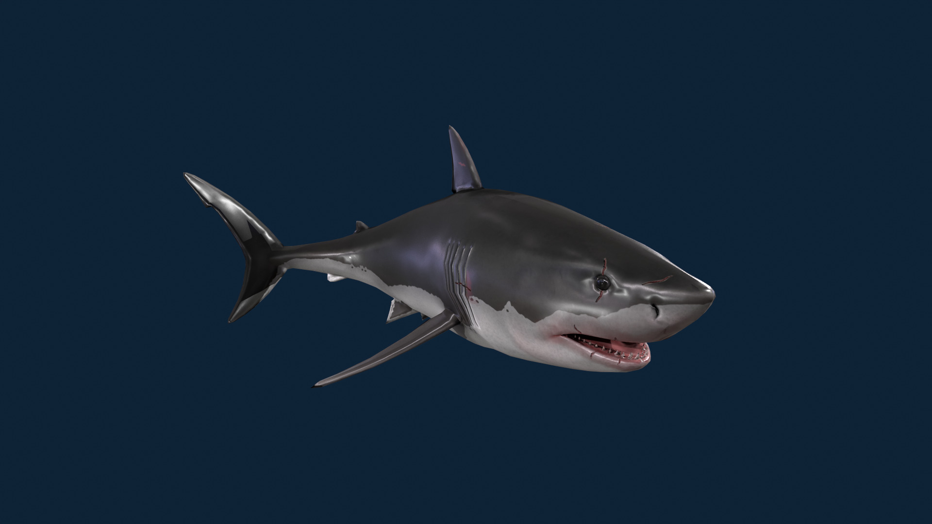 Realistic Shark Rigged and Animated for VR AR Games Low-poly 3D model_3