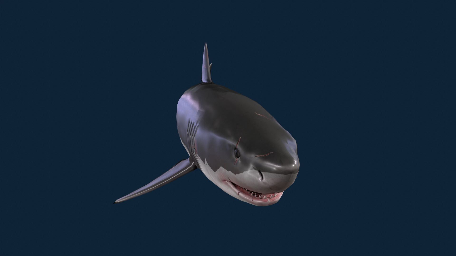 Realistic Shark Rigged and Animated for VR AR Games Low-poly 3D model_5
