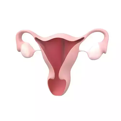 Uterus Icon v1 001