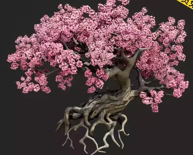 Cherry blossom tree