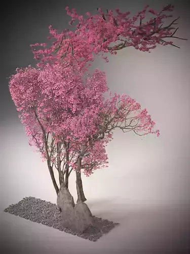 Beautiful Sakura Cherry Blossom Tree Model