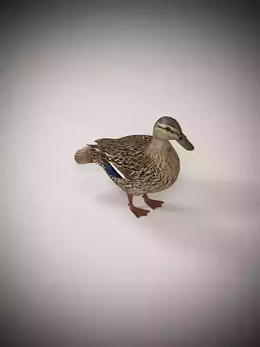 Charming Duck Model 3D model