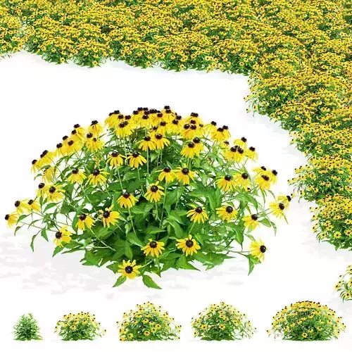 Rudbeckia fulgida Little Goldstar