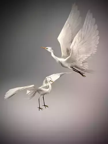 Elegant Stork Model 3D model