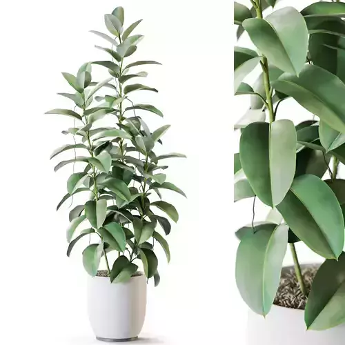 Plant 1258 3D model