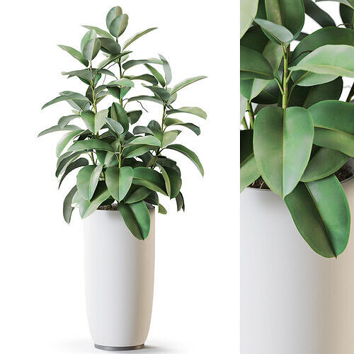 Plant 1259 3D model
